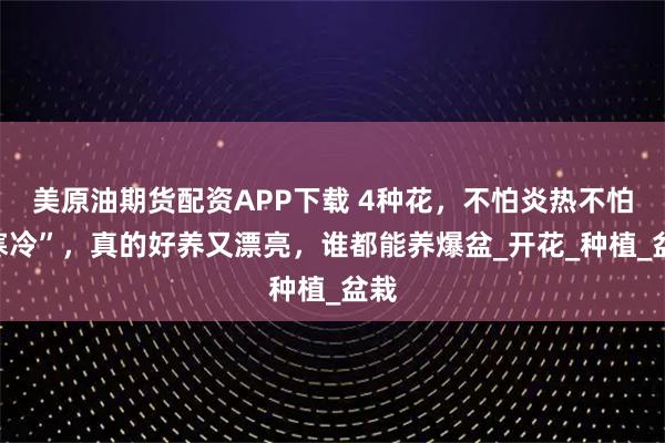 美原油期货配资APP下载 4种花，不怕炎热不怕“寒冷”，真的好养又漂亮，谁都能养爆盆_开花_种植_盆栽